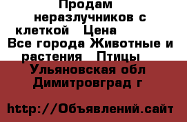 Продам 2 неразлучников с клеткой › Цена ­ 2 500 - Все города Животные и растения » Птицы   . Ульяновская обл.,Димитровград г.